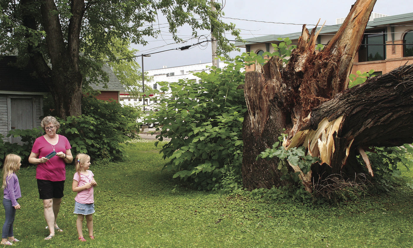 Fallen tree